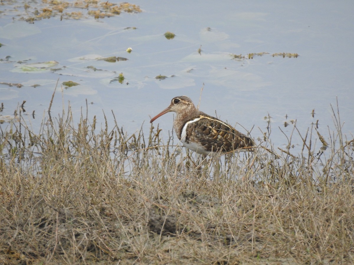 Aguatero Bengalí - ML618766895