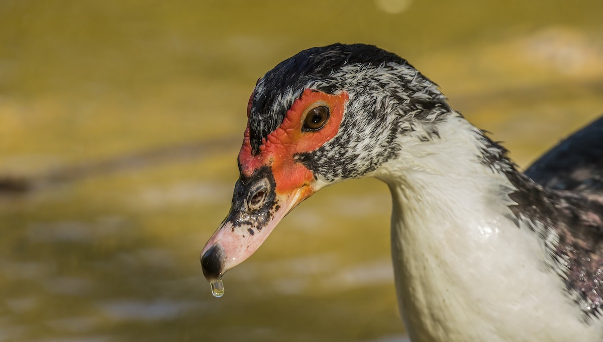 Muscovy Duck (Domestic type) - Francisco Pires