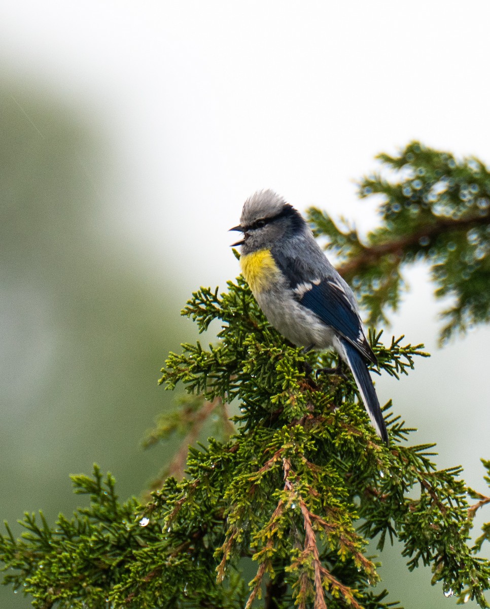 Azure Tit (Yellow-breasted) - Frank Severson