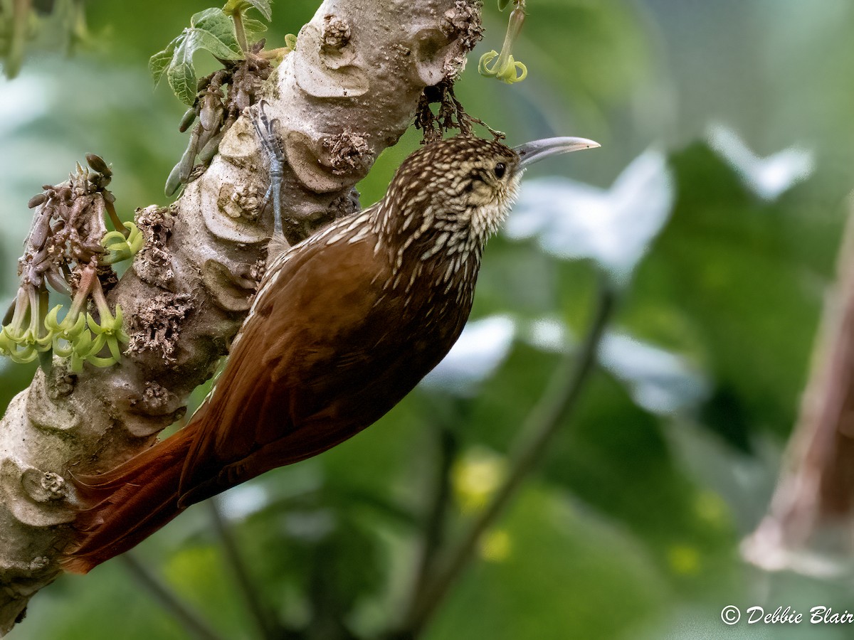 Spot-crowned Woodcreeper - ML618766983