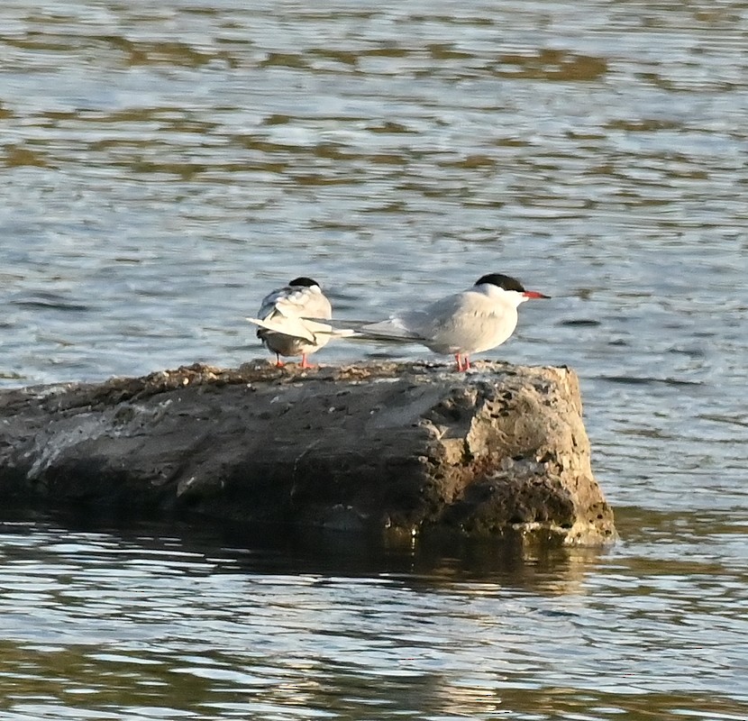 Common Tern - Regis Fortin