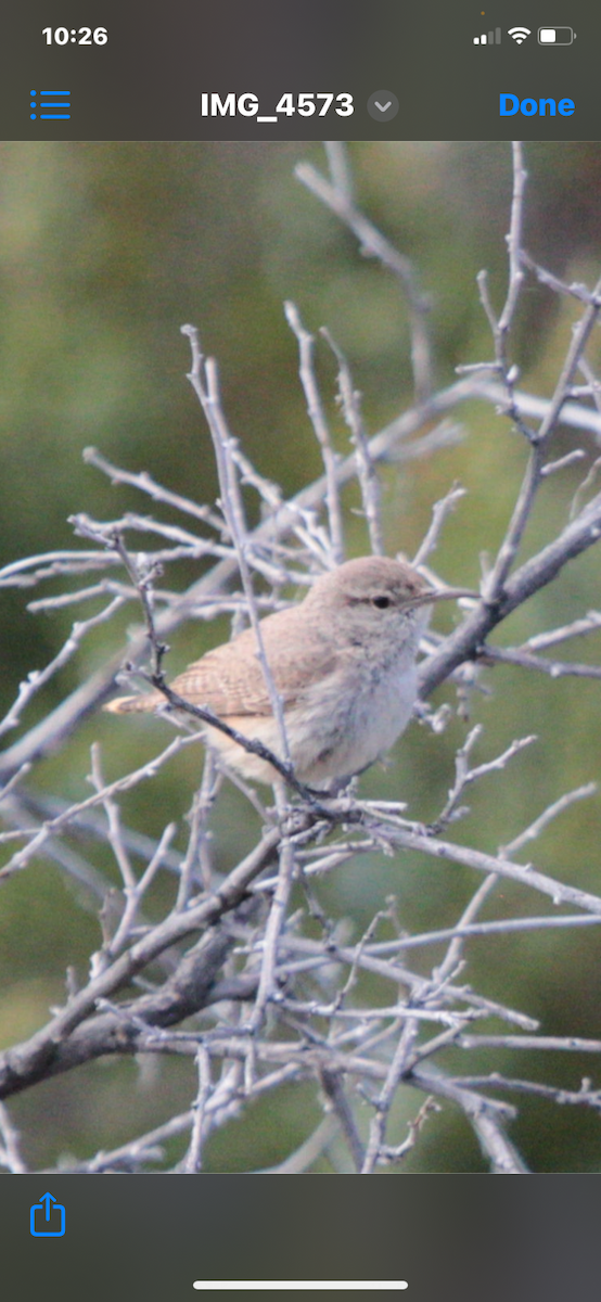 Rock Wren - ML618767021