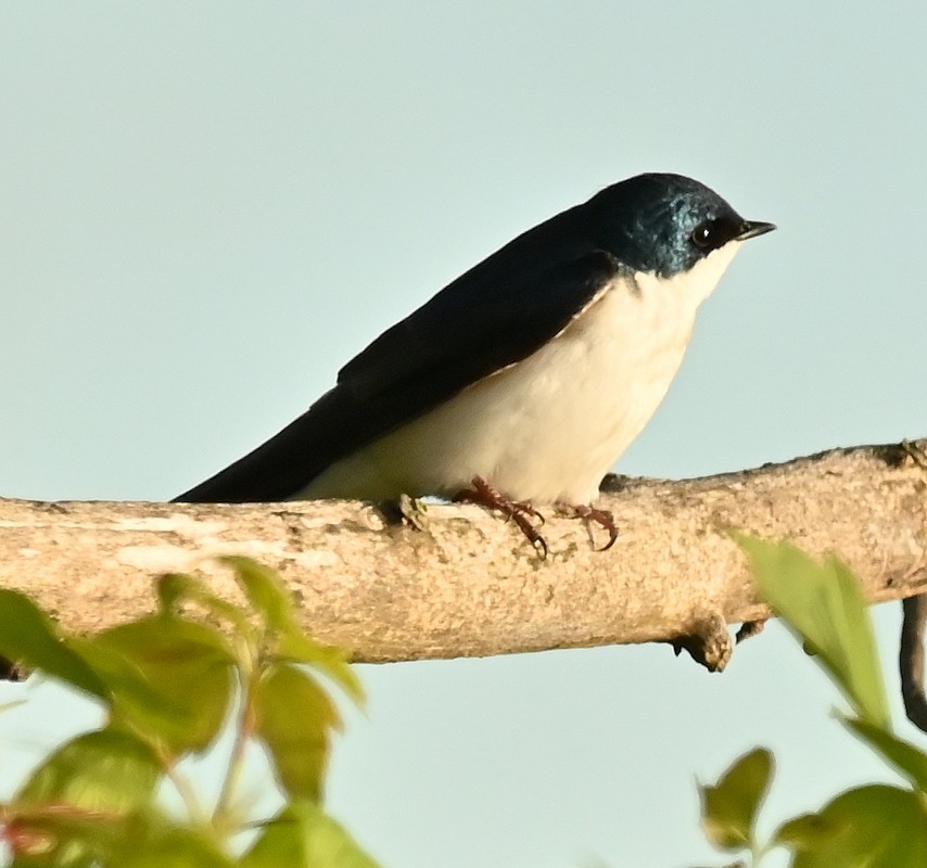 Tree Swallow - Regis Fortin