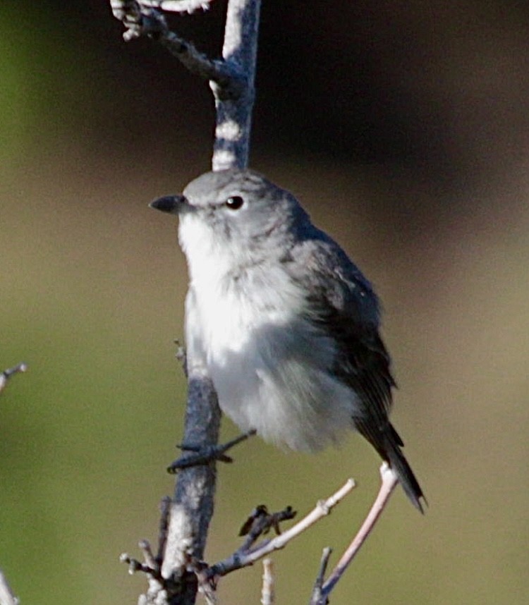 Plumbeous Vireo - ML618767028