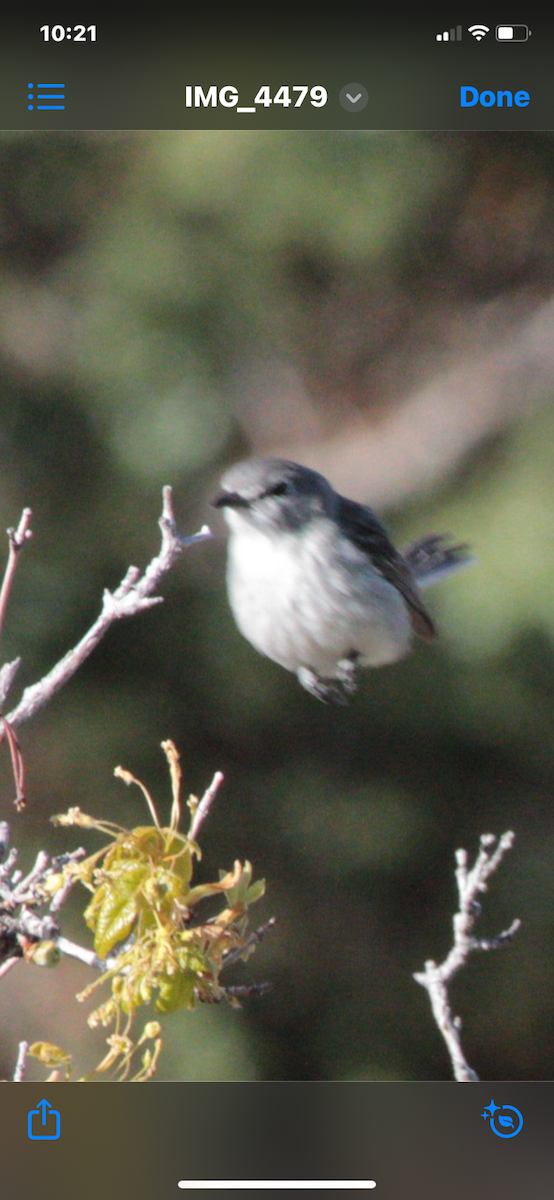 Plumbeous Vireo - ML618767029