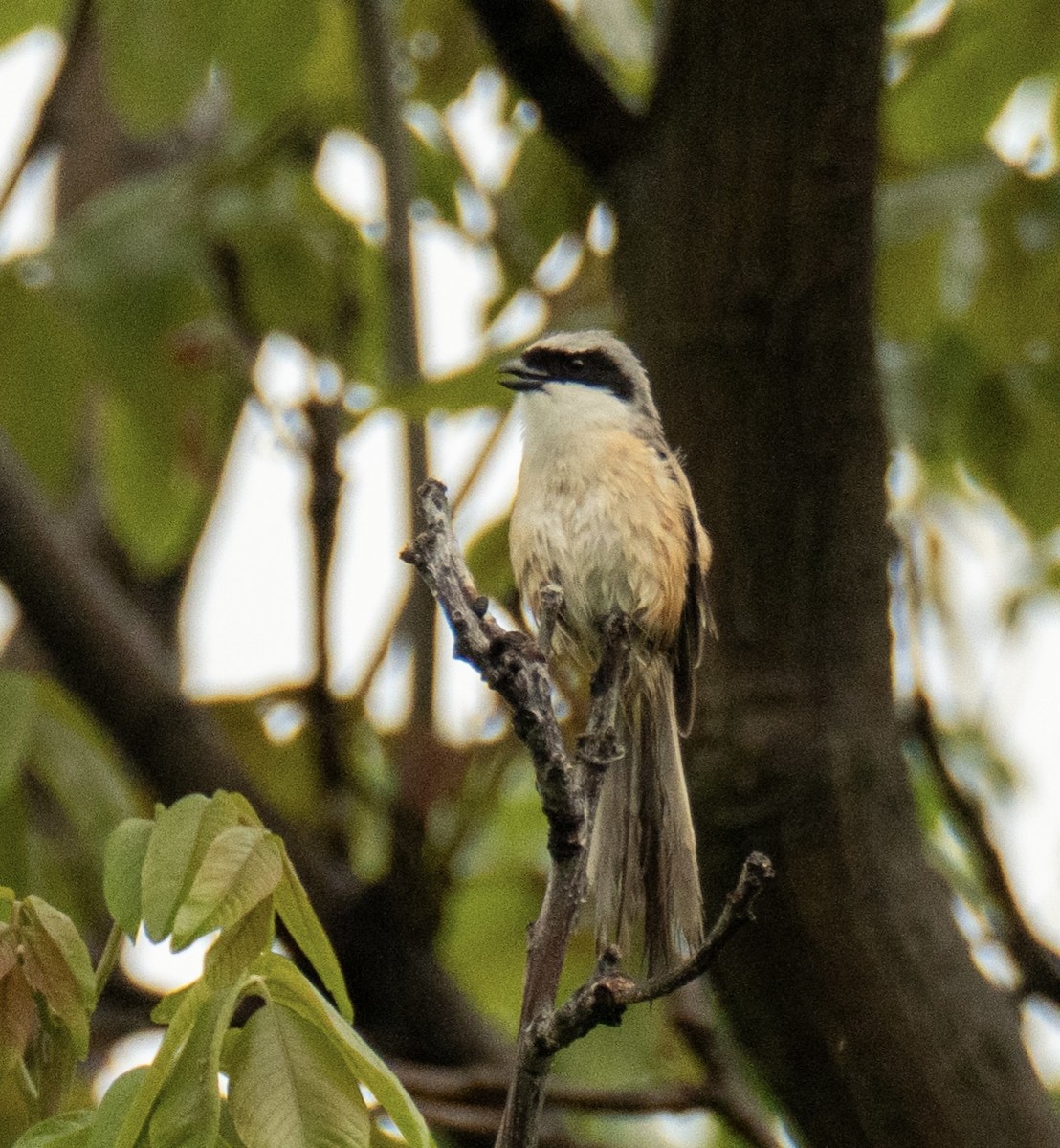 Long-tailed Shrike - ML618767031