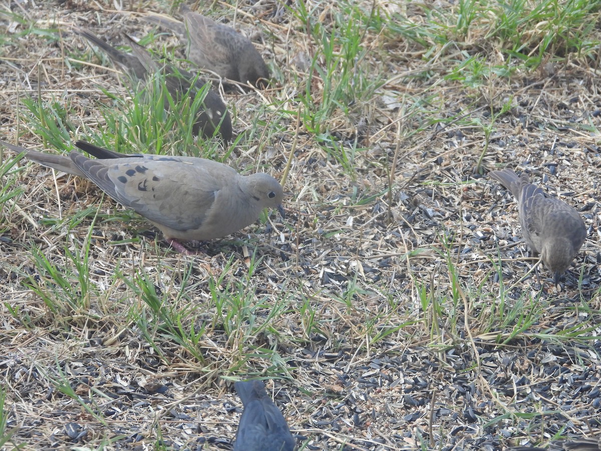 Mourning Dove - ML618767049