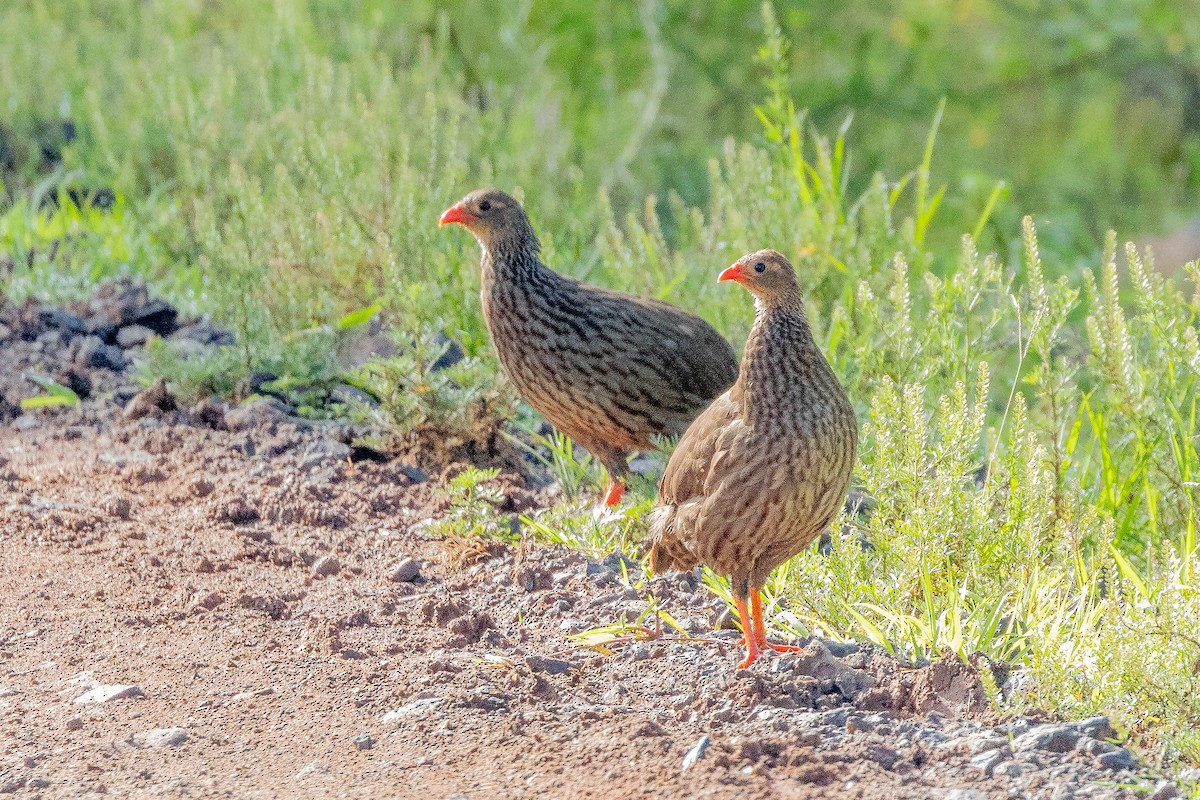 Scaly Spurfowl - ML618767052