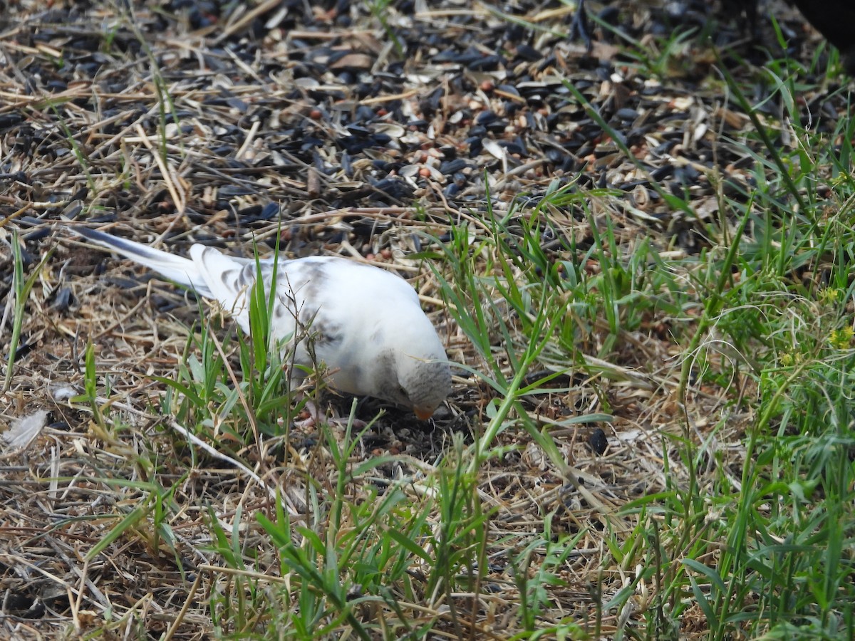 Budgerigar - Daniel Logan