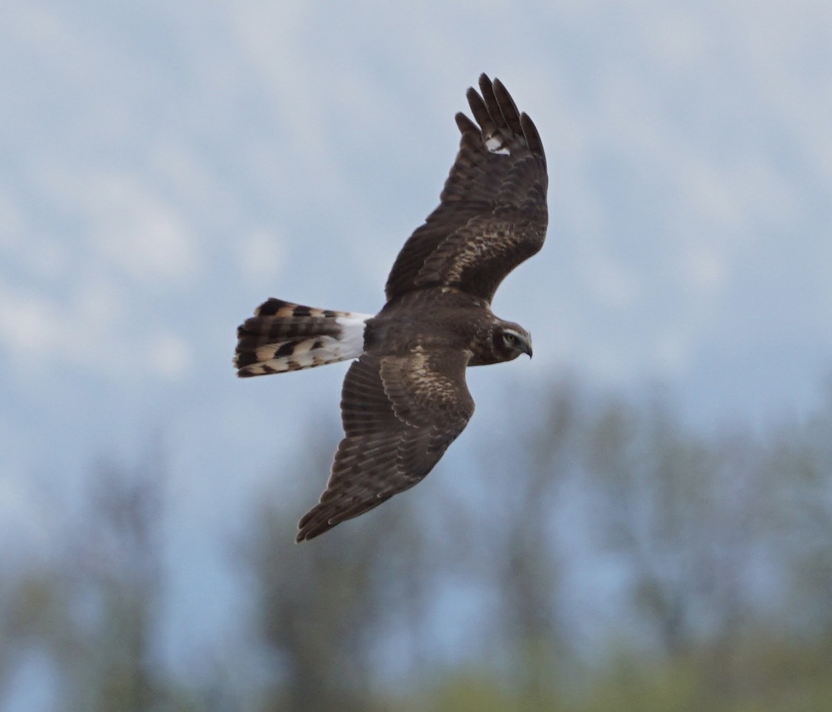 Northern Harrier - ML618767061