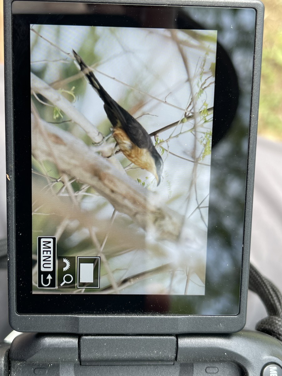 Mangrove Cuckoo - ML618767093