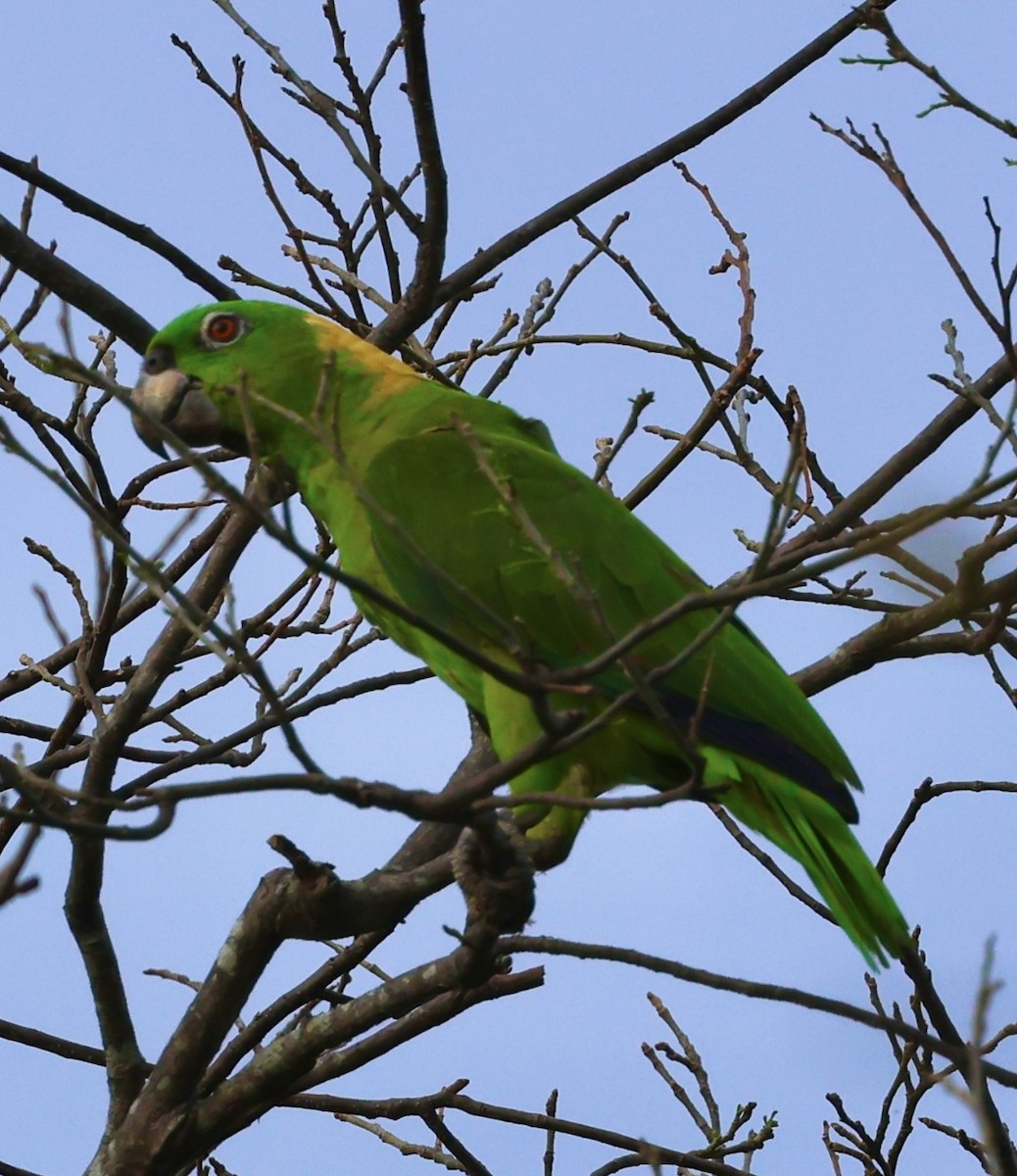 Yellow-naped Parrot - Debbie Crowley