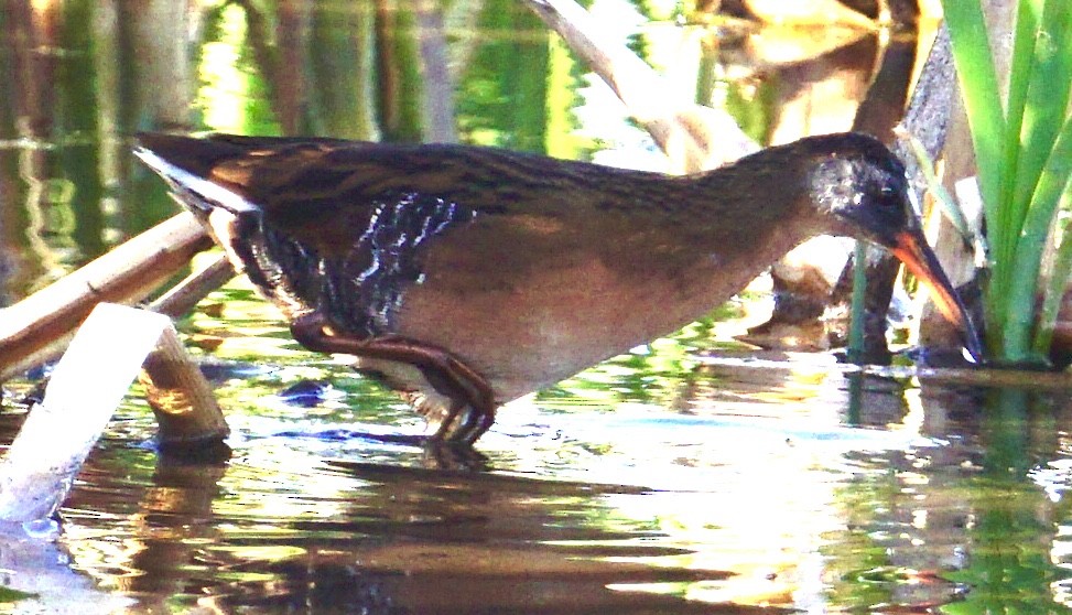 Virginia Rail - ML618767111