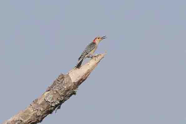Red-bellied Woodpecker - ML618767127