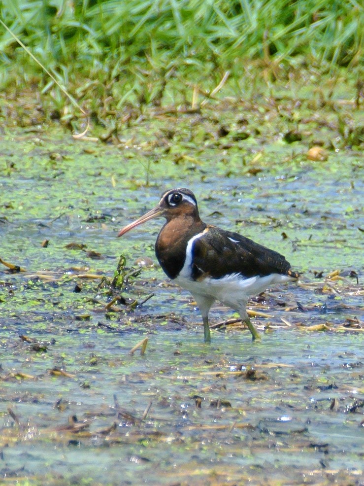 Greater Painted-Snipe - Suvadip Kundu