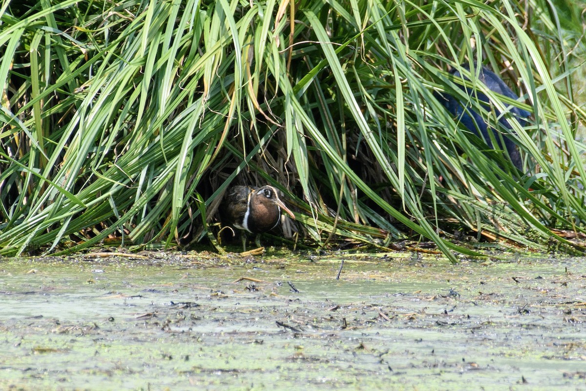 Greater Painted-Snipe - Suvadip Kundu