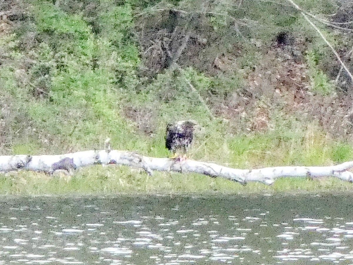 Bald Eagle - ML618767151