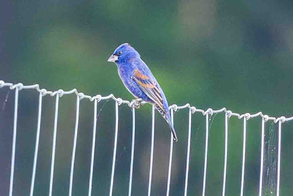 Blue Grosbeak - Ann Van Sant