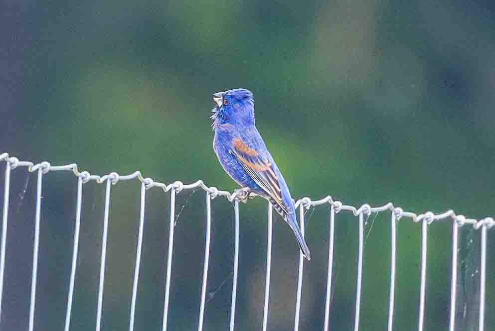 Blue Grosbeak - ML618767157