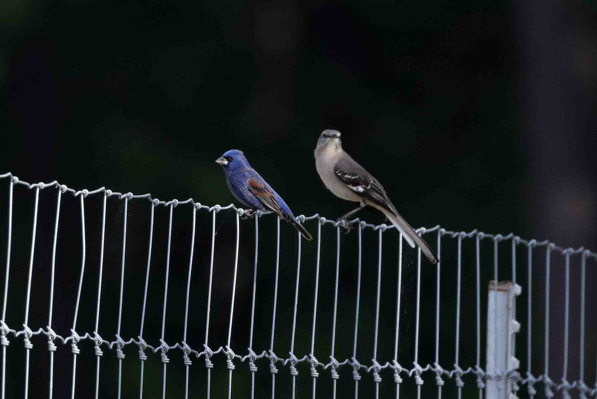 Blue Grosbeak - ML618767158