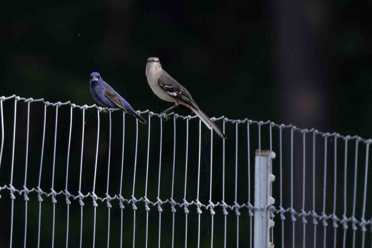 Blue Grosbeak - ML618767159