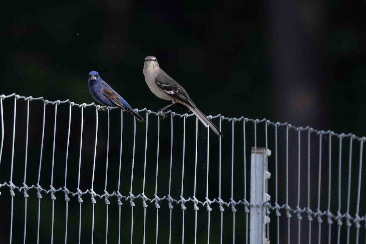 Blue Grosbeak - Ann Van Sant