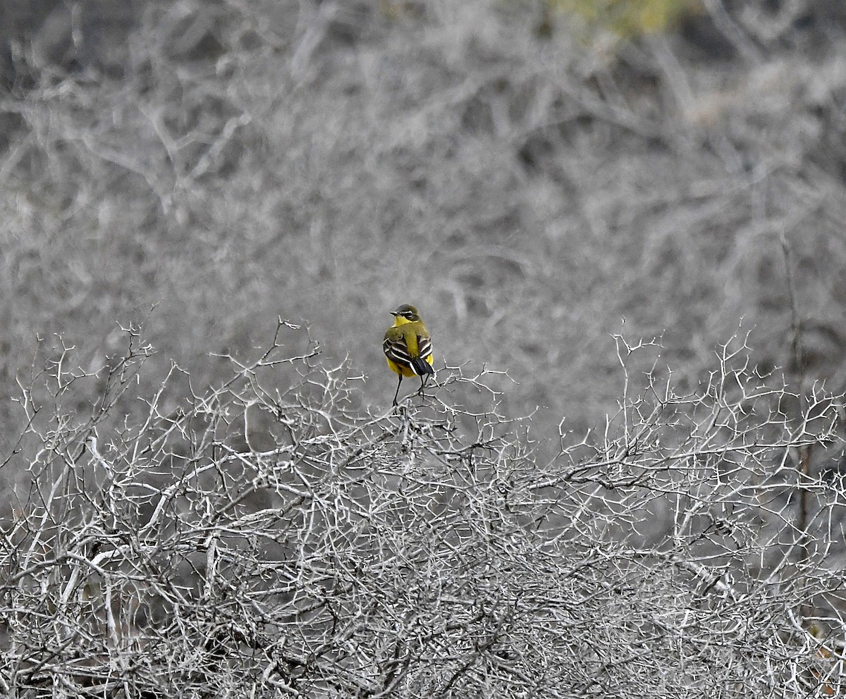 Western Yellow Wagtail - ML618767181