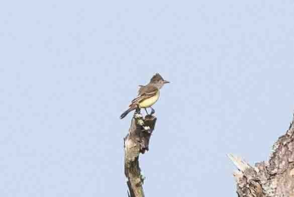 Great Crested Flycatcher - Ann Van Sant