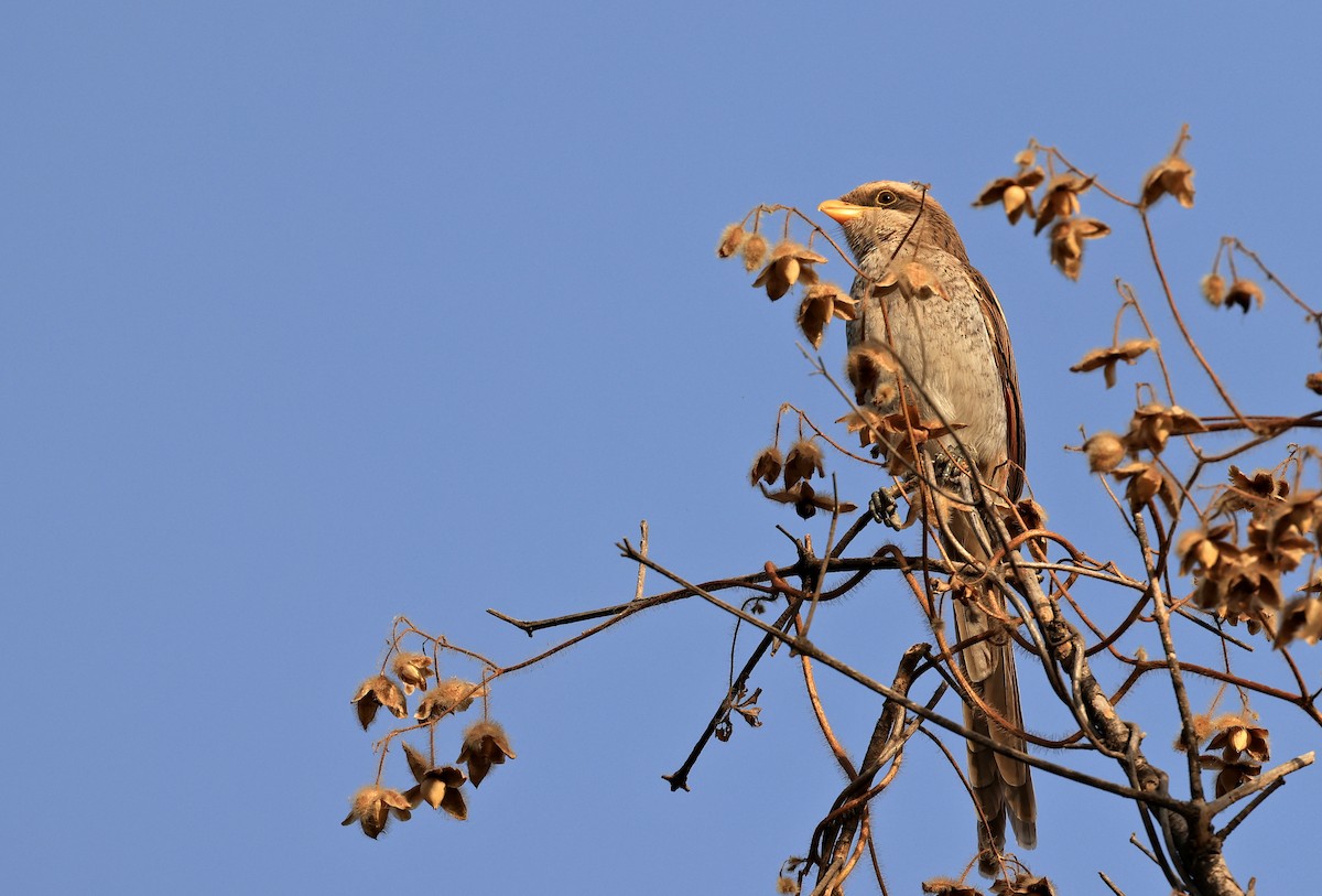 Yellow-billed Shrike - ML618767208