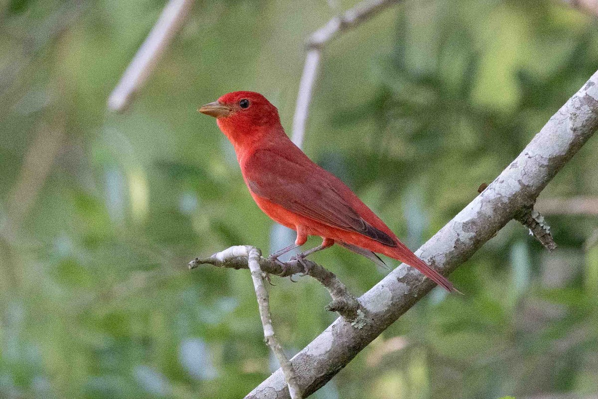 Summer Tanager - ML618767223