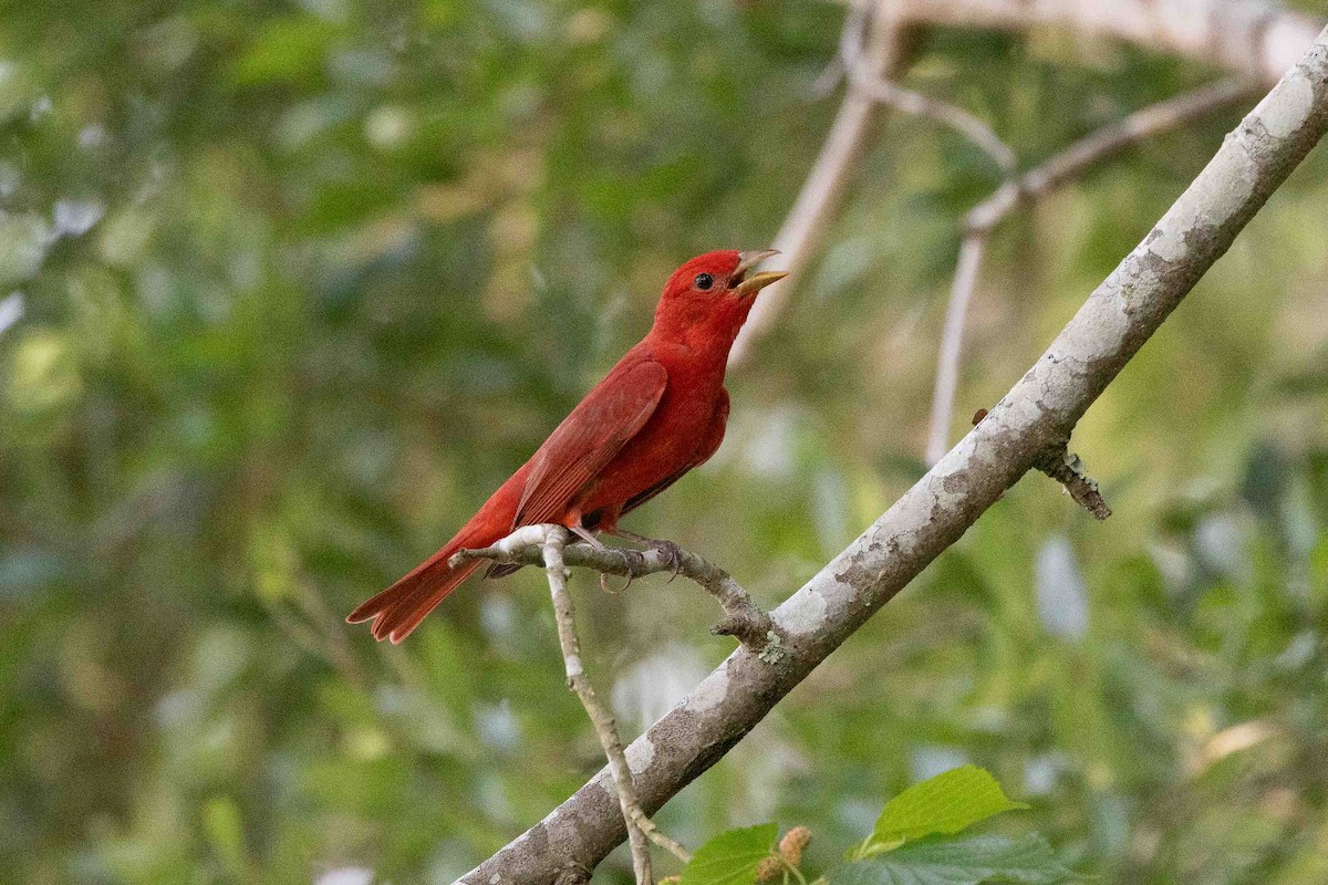Summer Tanager - ML618767224
