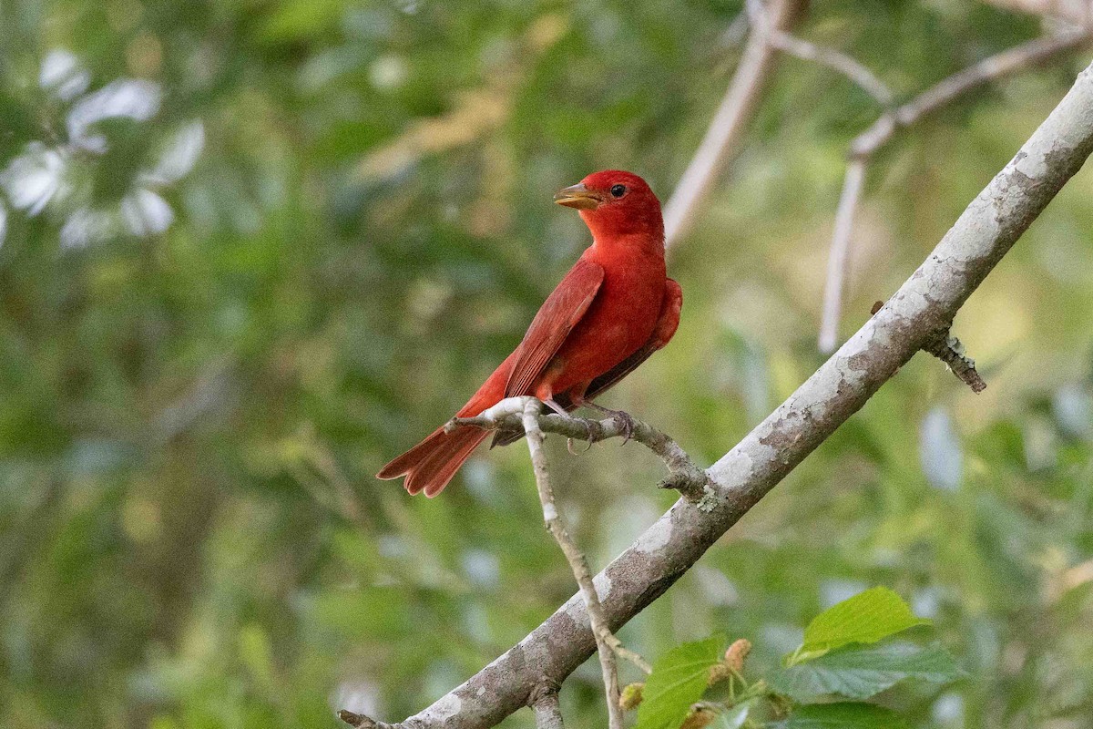 Summer Tanager - ML618767225