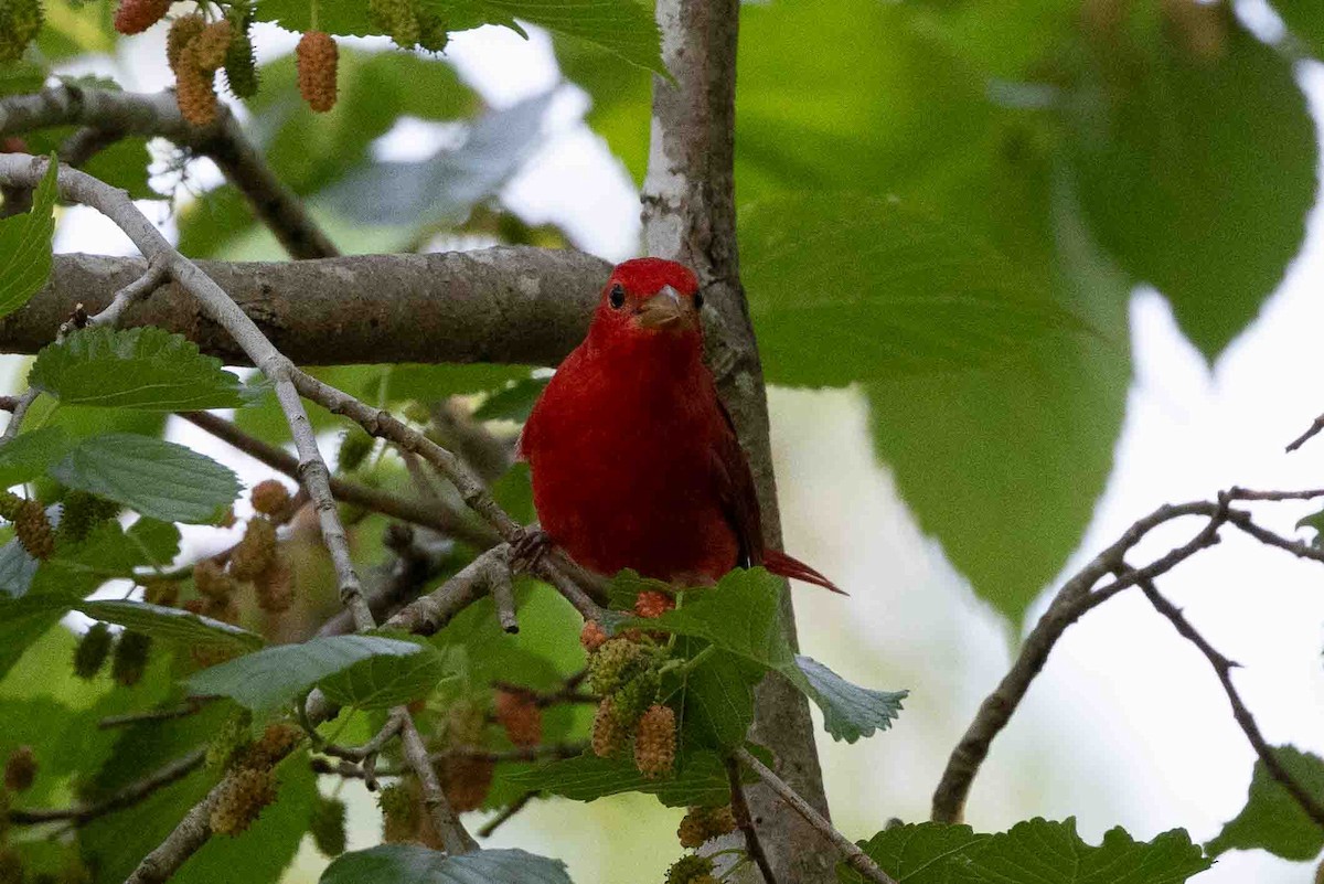 Summer Tanager - ML618767226