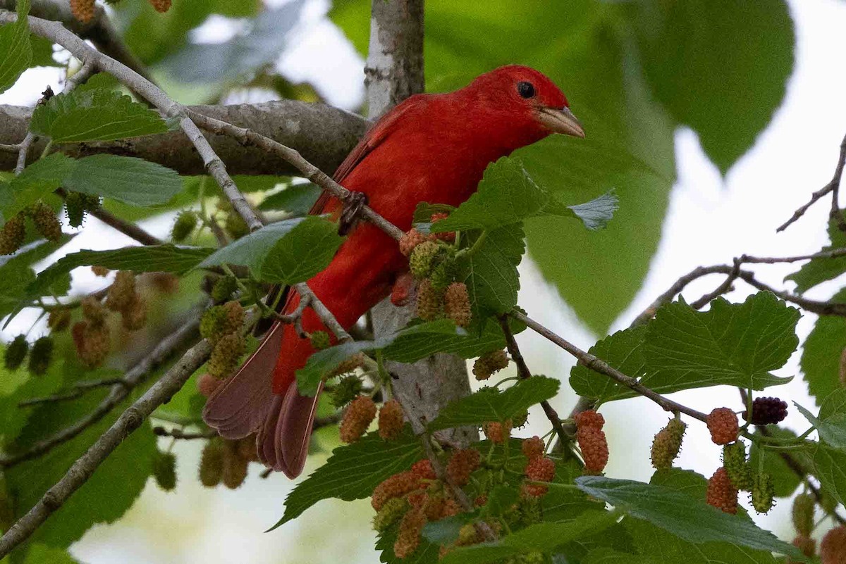 Summer Tanager - ML618767227