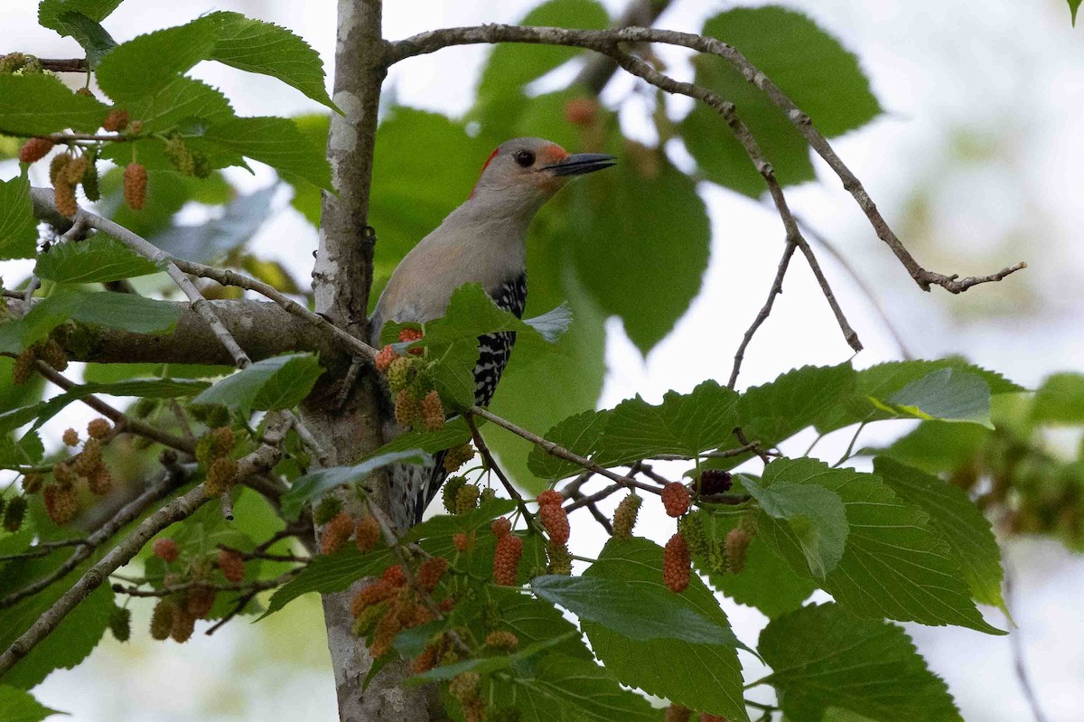 Red-bellied Woodpecker - ML618767236