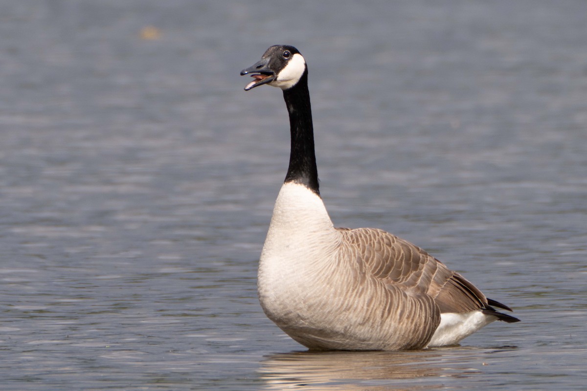 Canada Goose - Susan Elliott