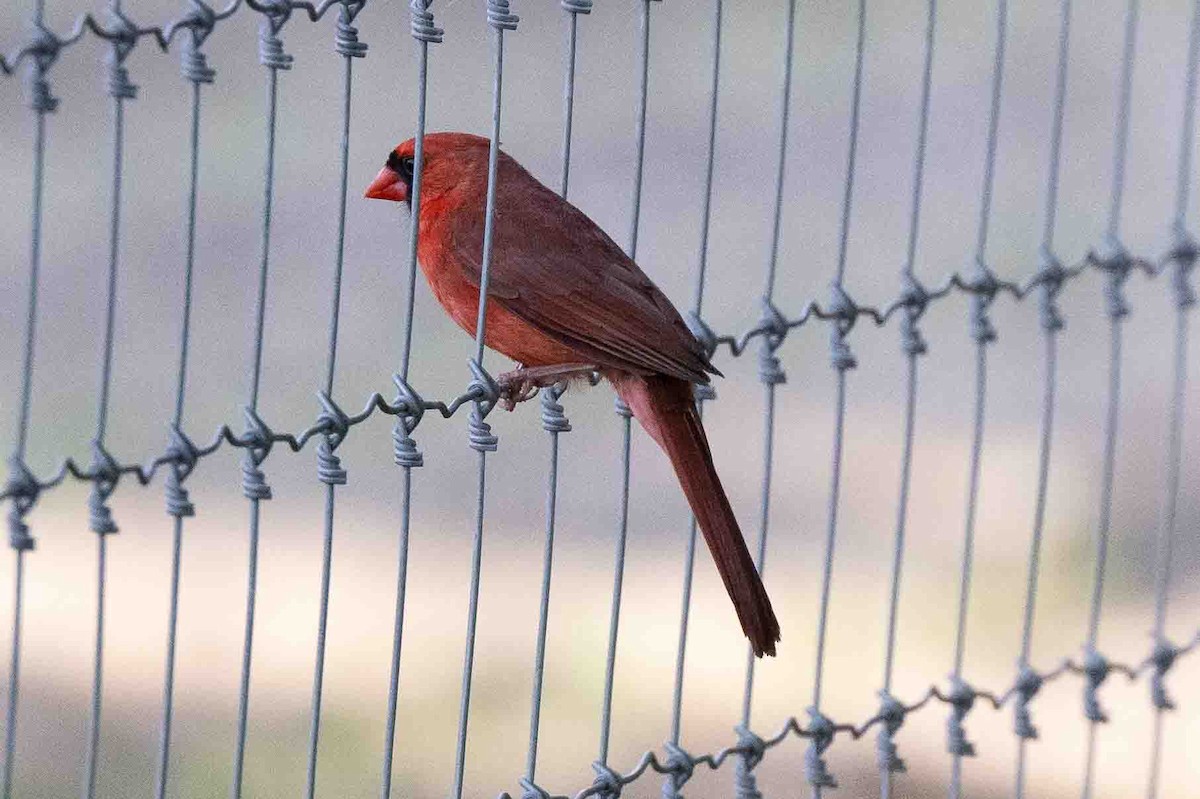 Northern Cardinal - ML618767260