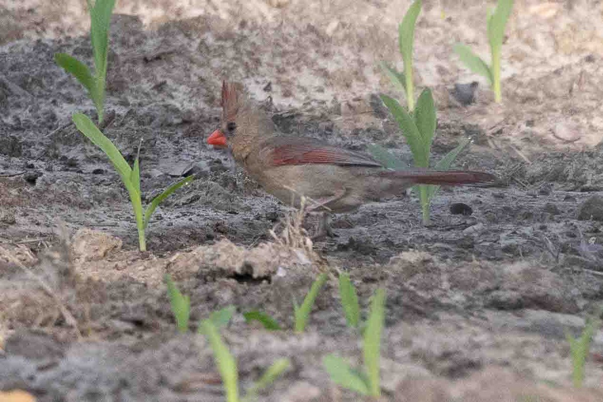 Northern Cardinal - ML618767262