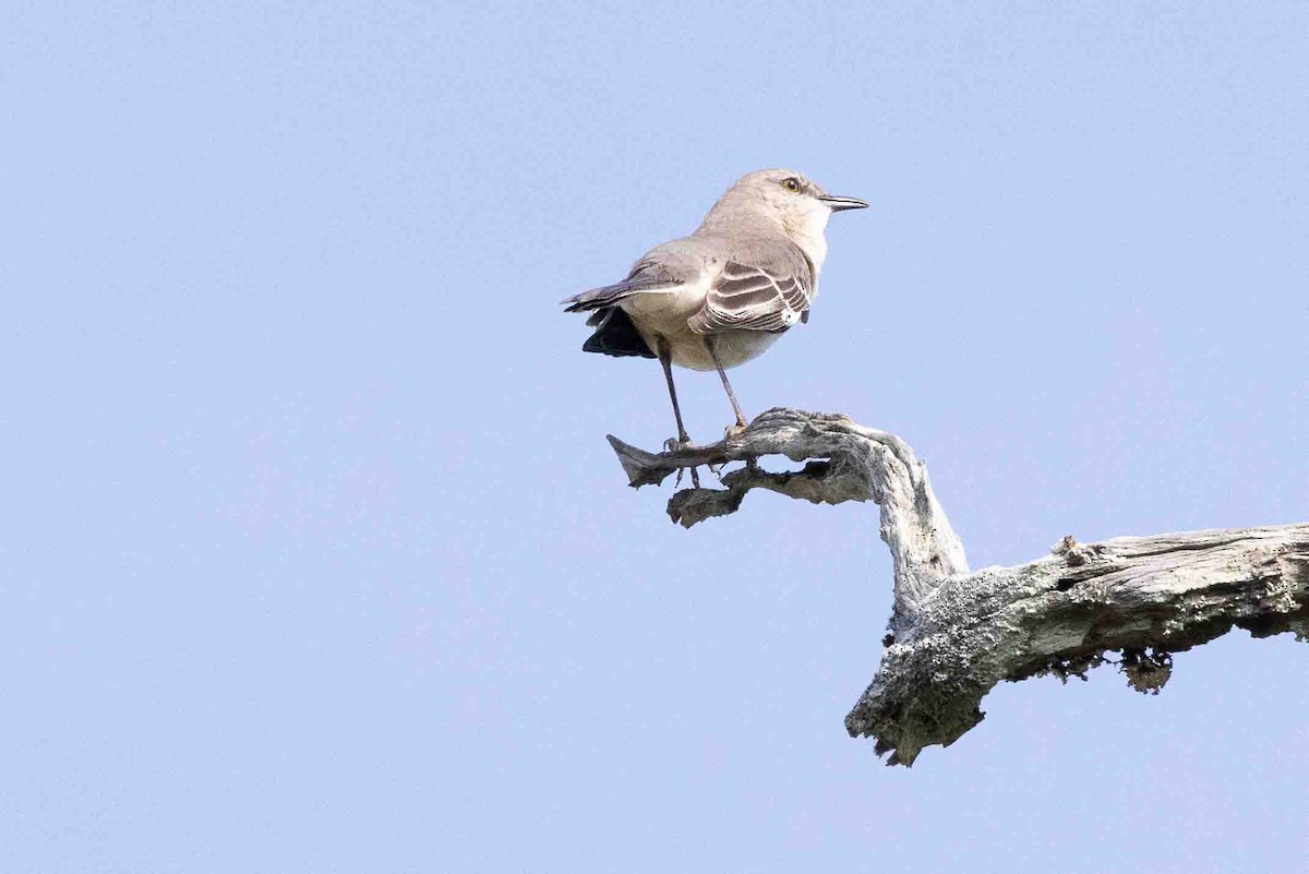 Northern Mockingbird - ML618767268
