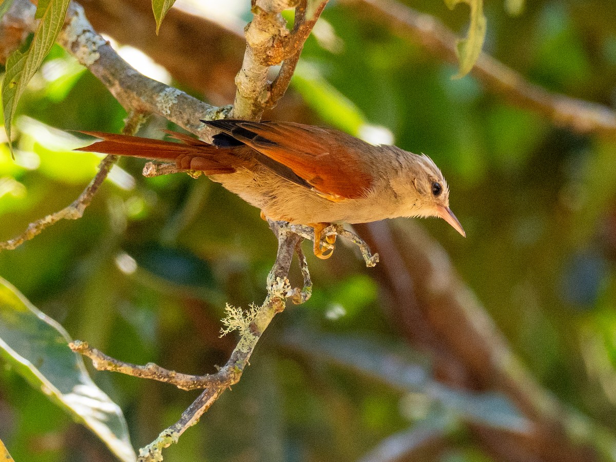 Gray-headed Spinetail - Kevin McAuliffe