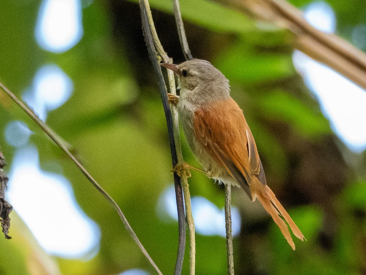 Gray-headed Spinetail - Kevin McAuliffe
