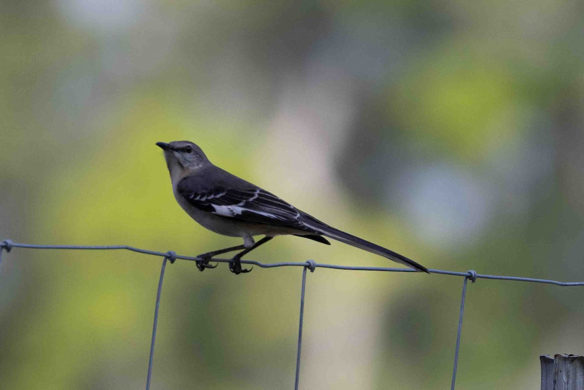 Northern Mockingbird - ML618767272