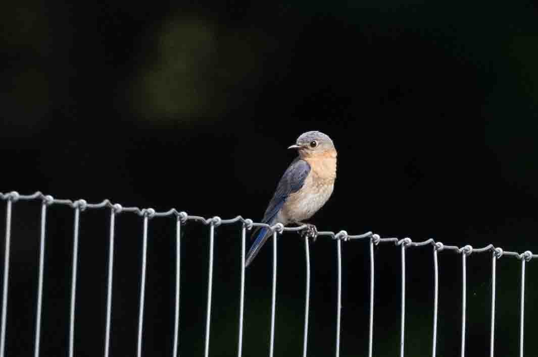 Eastern Bluebird - ML618767278