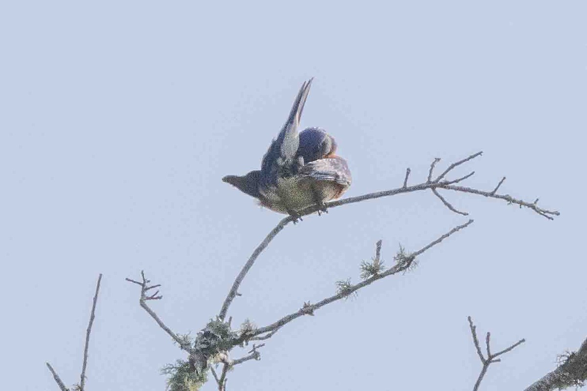 Eastern Bluebird - ML618767279