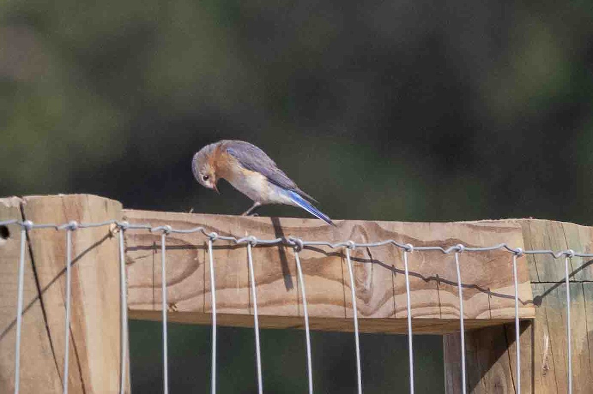 Eastern Bluebird - ML618767280
