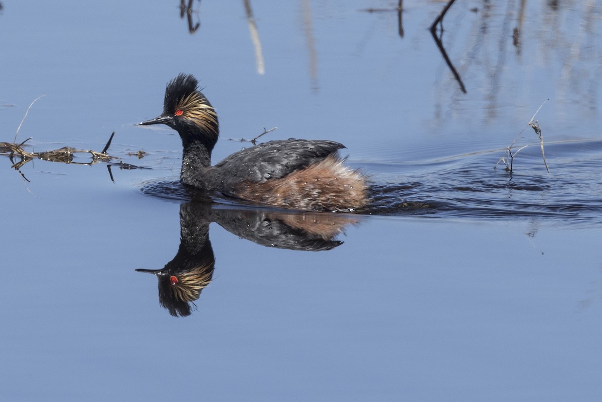 Eared Grebe - ML618767292