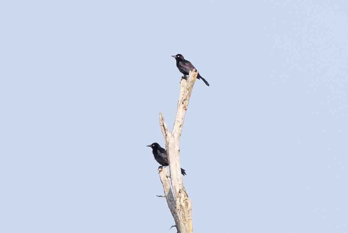 Common Grackle - ML618767294