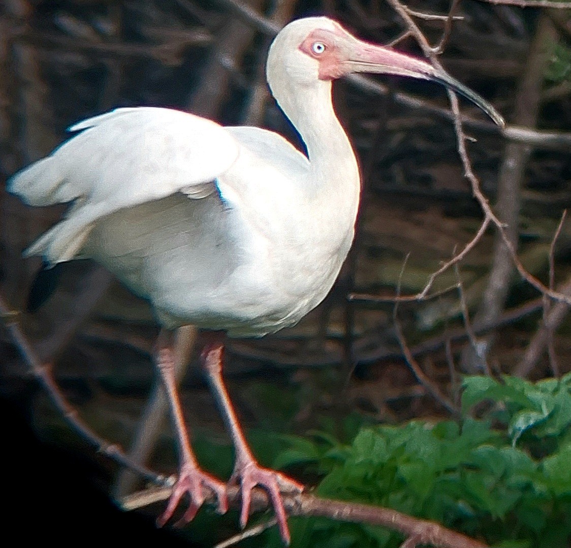 ibis bílý - ML618767318