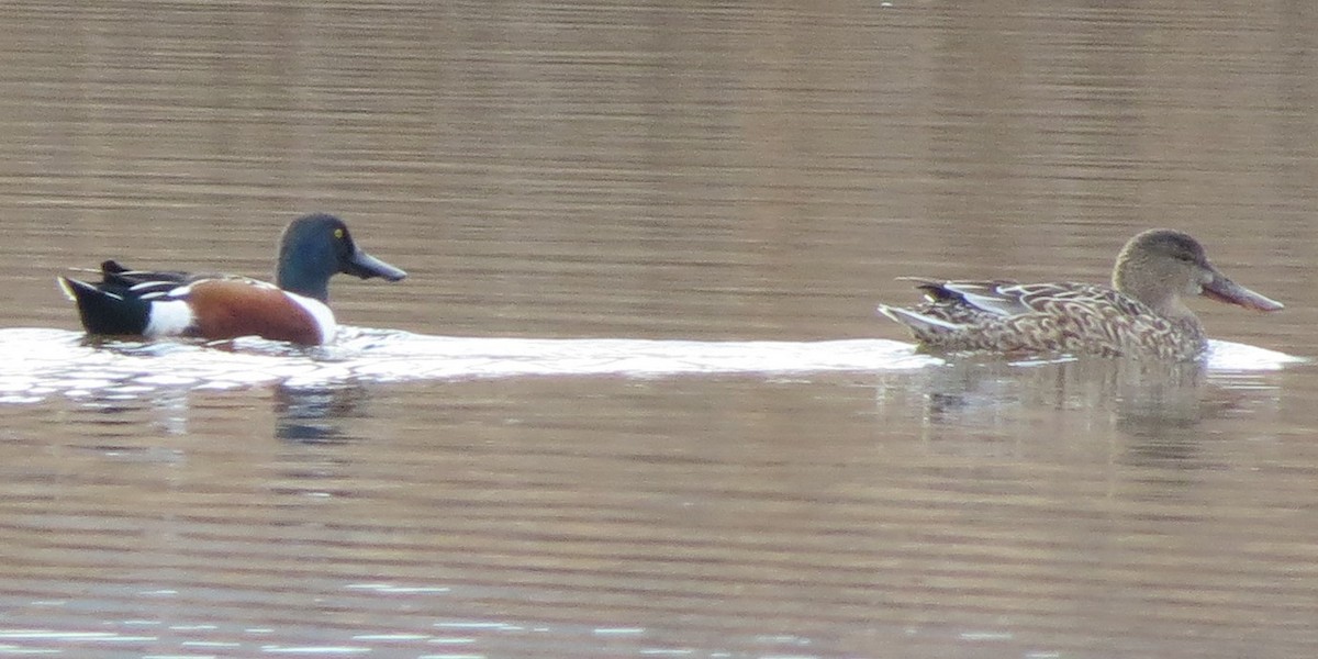 Northern Shoveler - ML618767323