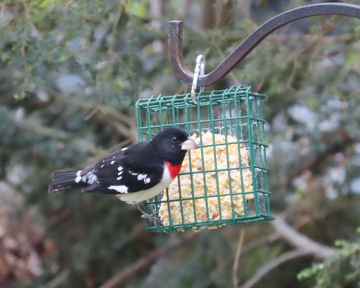 Rose-breasted Grosbeak - ML618767333